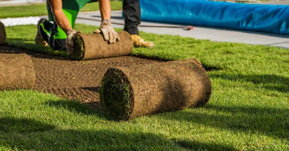 Difference Between Artificial Grass and Natural Grass